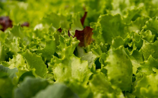 Hojas frescas de ensalada verde —  Fotos de Stock