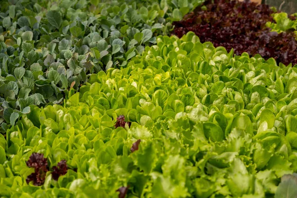 Salad mix inside of a greenhouse — Stock Photo, Image