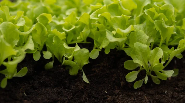 Зелене листя салату на чорній землі — стокове фото