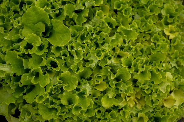 Fresh green salad leaves — Stock Photo, Image