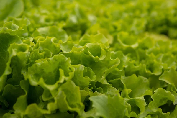 ताजे हिरव्या सॅलड पाने — स्टॉक फोटो, इमेज