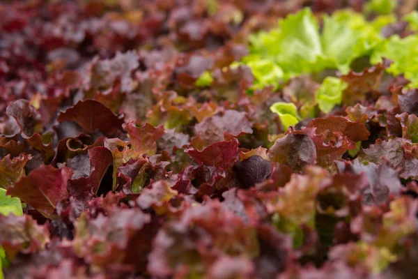 Sallad blanda insidan av ett växthus — Stockfoto