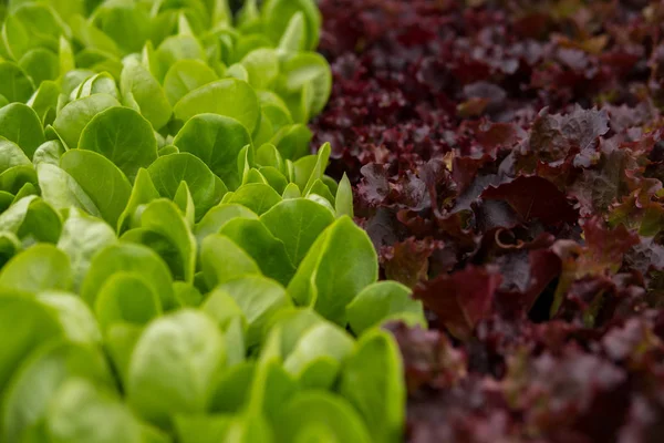 Sallad blanda insidan av ett växthus — Stockfoto