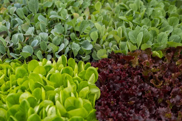 Mezcla de ensaladas dentro de un invernadero —  Fotos de Stock