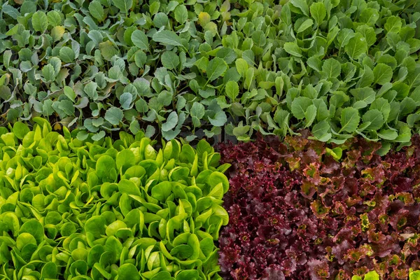 Mezcla de ensaladas dentro de un invernadero —  Fotos de Stock