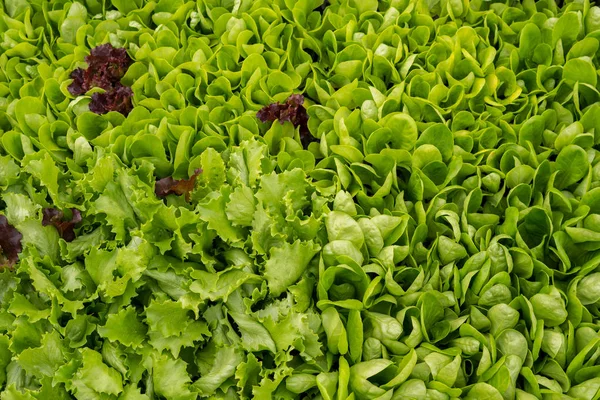 ताजे हिरव्या सॅलड पाने — स्टॉक फोटो, इमेज