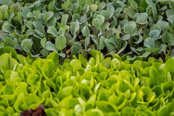 Blandning av grönsaker inne i ett växthus — Stockfoto