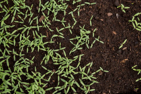 Detail of small seedlings — Stock Photo, Image