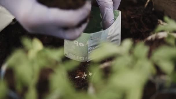 Φορητή Βολή Αγρότη Που Φυτεύουν Νεαρά Σπορόφυτα Ντομάτας Μέσα Ένα — Αρχείο Βίντεο