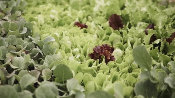 Horizontal Panorama Young Seedlings Different Types Vegetables Greenhouse Early Spring — Stock Video