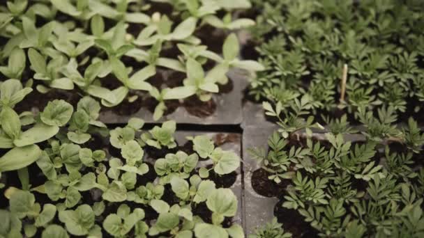 Vertikales Panorama Junger Sämlinge Verschiedener Gemüsesorten Gewächshaus Zeitigen Frühling — Stockvideo