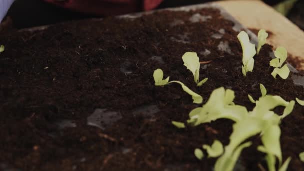 春の初めに温室の中にレタスサラダの若い苗を植える農家の手の詳細 — ストック動画
