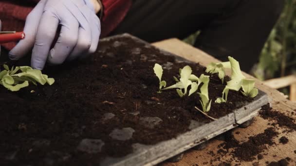Podrobnosti o rukou zemědělce vysazování mladých sazenic hlávkového salátu uvnitř skleníku v raném jarním