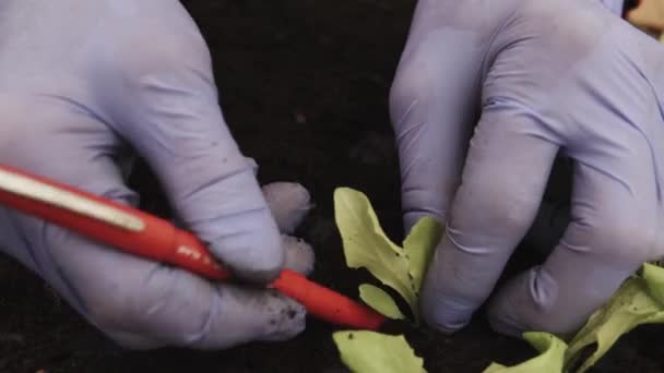 Detalhes Mãos Agricultor Plantando Mudas Jovens Salada Alface Dentro Uma — Vídeo de Stock