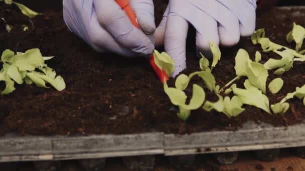 Detalhes Mãos Agricultor Plantando Mudas Jovens Salada Alface Dentro Uma — Vídeo de Stock