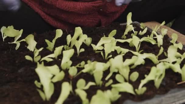 Detalhes Mãos Agricultor Plantando Mudas Jovens Salada Alface Dentro Uma — Vídeo de Stock