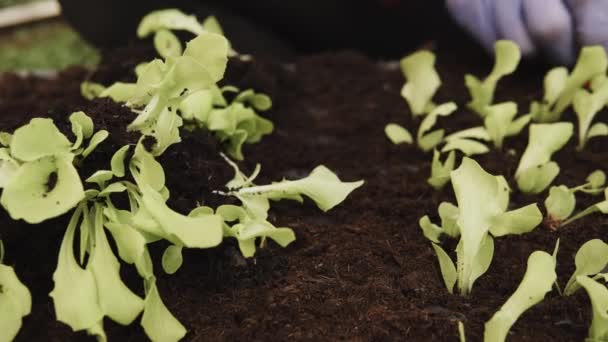 Detalhes Mãos Agricultor Plantando Mudas Jovens Salada Alface Dentro Uma — Vídeo de Stock