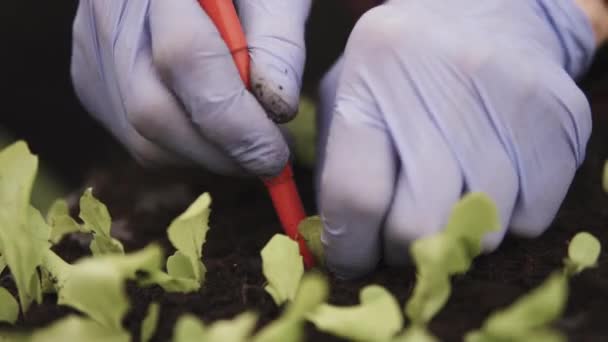 Tiro Portátil Detalhes Mãos Agricultor Plantando Mudas Jovens Salada Alface — Vídeo de Stock
