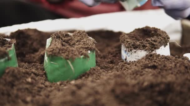 Detalhes Mãos Fazendeiro Plantando Mudas Jovens Tomates Dentro Uma Estufa — Vídeo de Stock