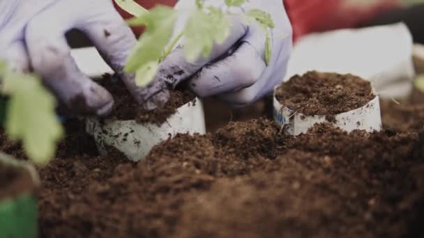 Detalhes Mãos Fazendeiro Plantando Mudas Jovens Tomates Dentro Uma Estufa — Vídeo de Stock