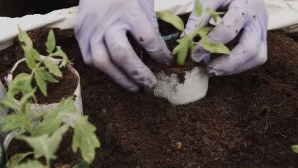Yksityiskohdat Käsissä Viljelijä Istuttaa Nuoria Taimia Tomaatteja Sisällä Kasvihuoneen Alkukeväästä — kuvapankkivideo