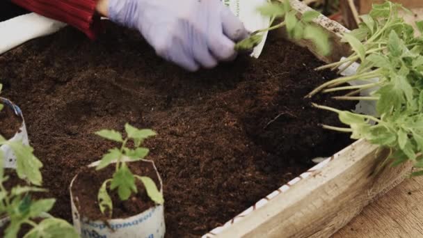 Details Der Hände Eines Bauern Der Frühjahr Junge Tomatensetzlinge Innerhalb — Stockvideo