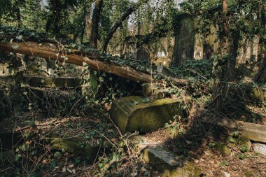 eski matzevah sarmaşık ile kaplı