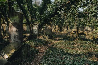 eski matzevah sarmaşık ile kaplı