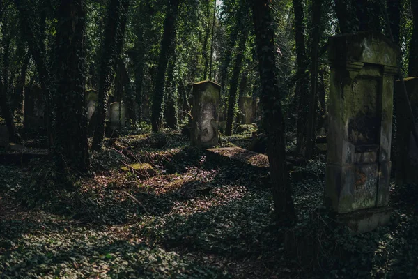 옛 유대인 묘지 — 스톡 사진