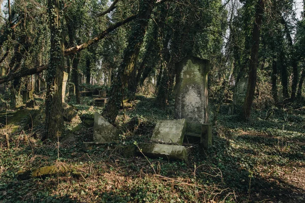 Vecchio matzevah coperto di edera — Foto Stock