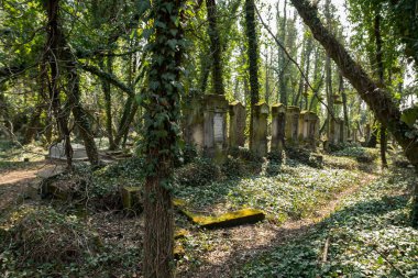 mezarlık sarmaşık ile kaplı