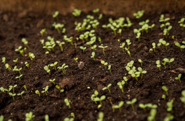 bazı bitkilerin küçük fideler