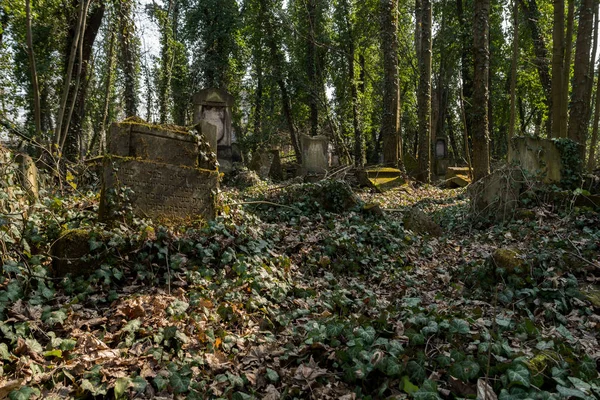 eski matzevah sarmaşık ile kaplı