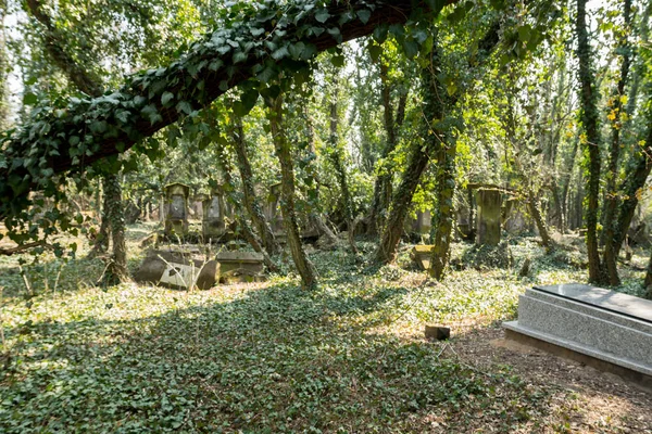 mezarlık sarmaşık ile kaplı