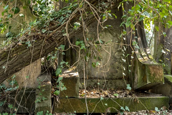 eski yahudi matzevah üzerinde düşmüş ağaç