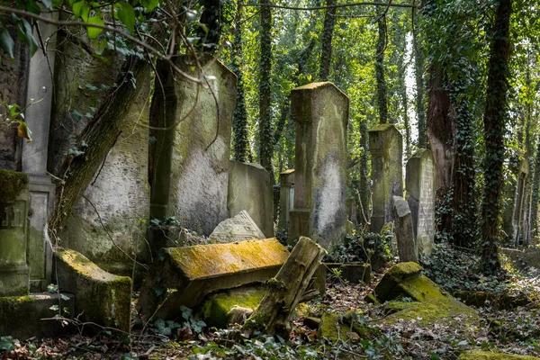 아이비로 덮인 묘지 — 스톡 사진
