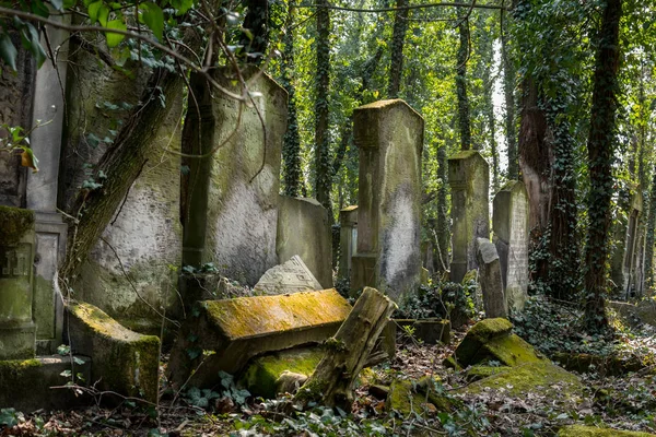 Cemetery covered with ivy — Stock Photo, Image