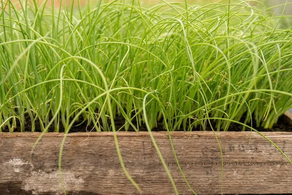 Piccole piantine di porri — Foto Stock