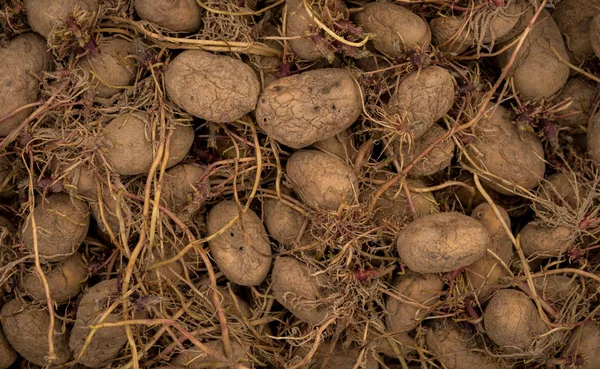Old potatoes — Stock Photo, Image
