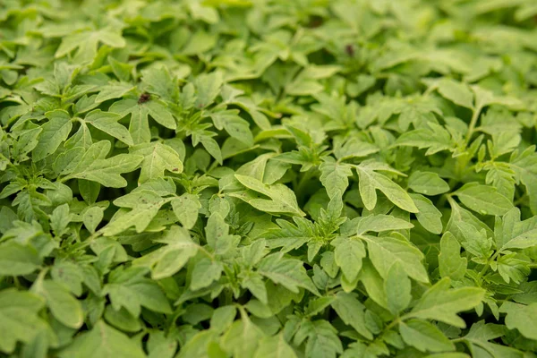 Folhas verdes de tomates — Fotografia de Stock