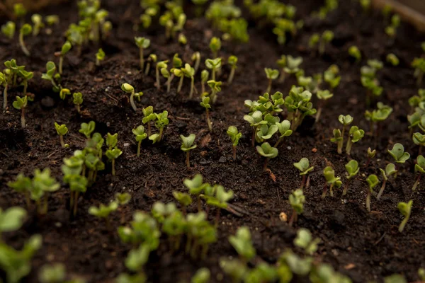 bazı bitkilerin küçük fideler