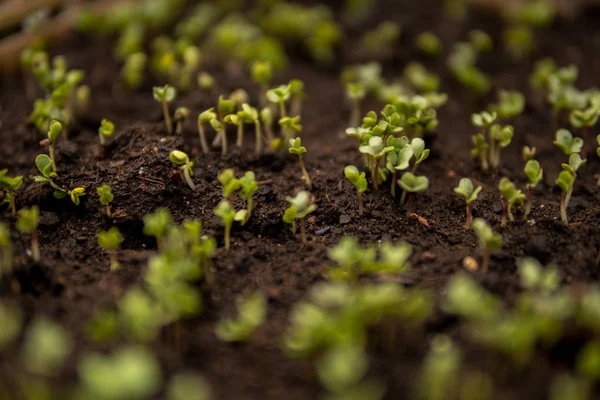 Les semis minuscules de certaines plantes — Photo