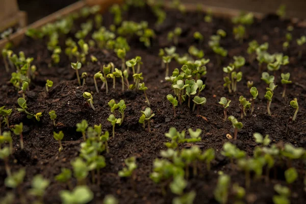 Tiny seedlings of some plants — Stock Photo, Image