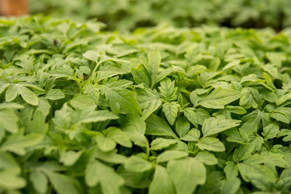 Folhas verdes de tomates — Fotografia de Stock