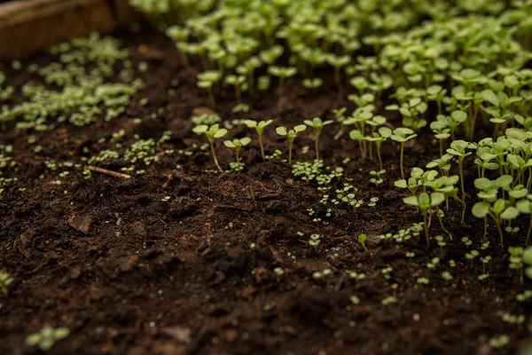 Tiny seedlings of some plants — Stock Photo, Image