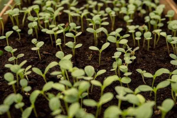 Tiny seedlings of some plants — Stock Photo, Image