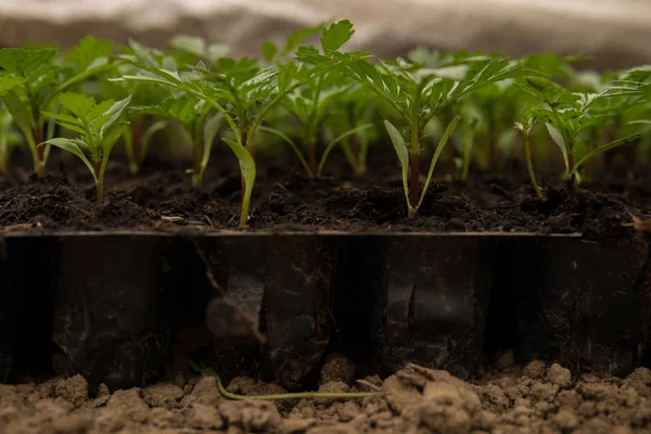 Kleine zaailingen van sommige planten — Stockfoto