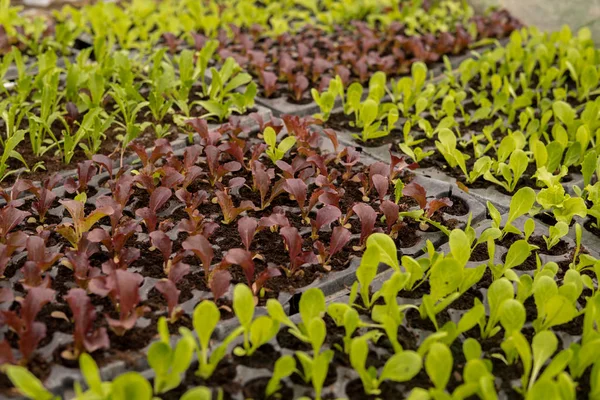 Червоний і зелений салат — стокове фото