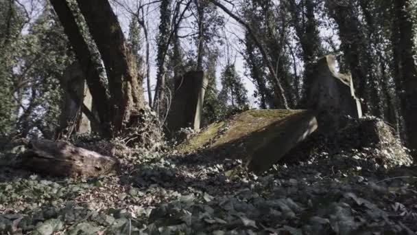 破壊されたマツェバとポーランドのチェストコワ市に位置する古いユダヤ人墓地の水平カメラスライド — ストック動画