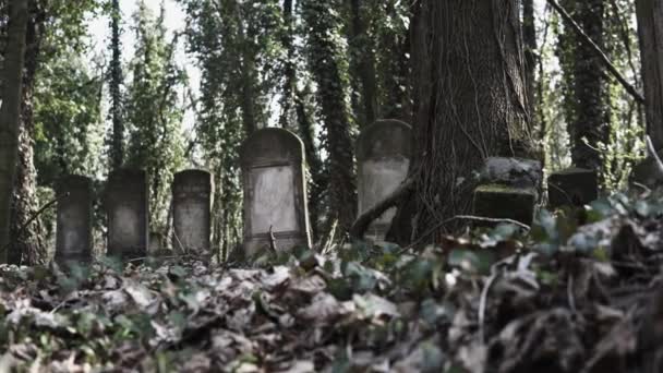 Tahrip Matzevah Ile Polonya Czestochowa Kentinde Bulunan Eski Yahudi Mezarlığı — Stok video